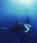 Manta Ray