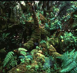 rainforest zone