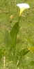aarons_03_128.png (69579 bytes)