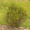 fynbos_01_256.png (163461 bytes)