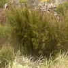 fynbos_02_256.png (161666 bytes)