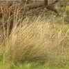 grass_01_256.png (177358 bytes)