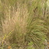 grass_02_256.png (185115 bytes)