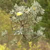 protea_01_256.png (175458 bytes)