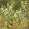 protea_02_256.png (186861 bytes)