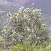 protea_03_256.png (177455 bytes)