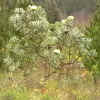 protea_04_256.png (182885 bytes)