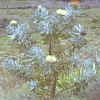 protea_05_256.png (158445 bytes)