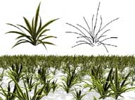 Plants