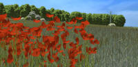 Mohn in Königslutter am Elm