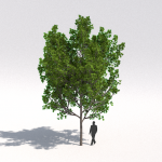Acer rubrum