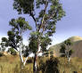 speedtree