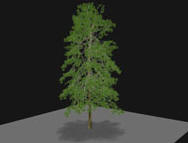 Branches