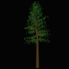 Tree Druid