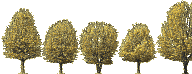 TreesDesigner