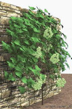 Ivy