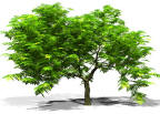 xfrog tree